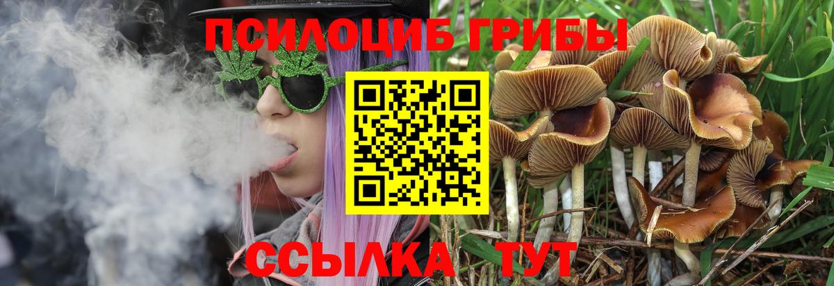 Мценск  Псилоцибиновые грибы Cubensis  Вход с VPN 